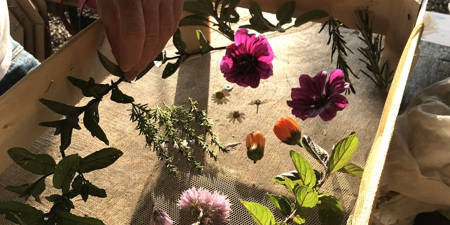 image - Le bon séchage des plantes, des vraies saveurs, des bonnes vertus.