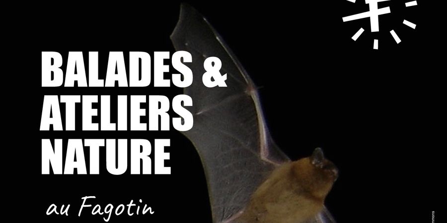 image - Les chauves-souris nous invitent