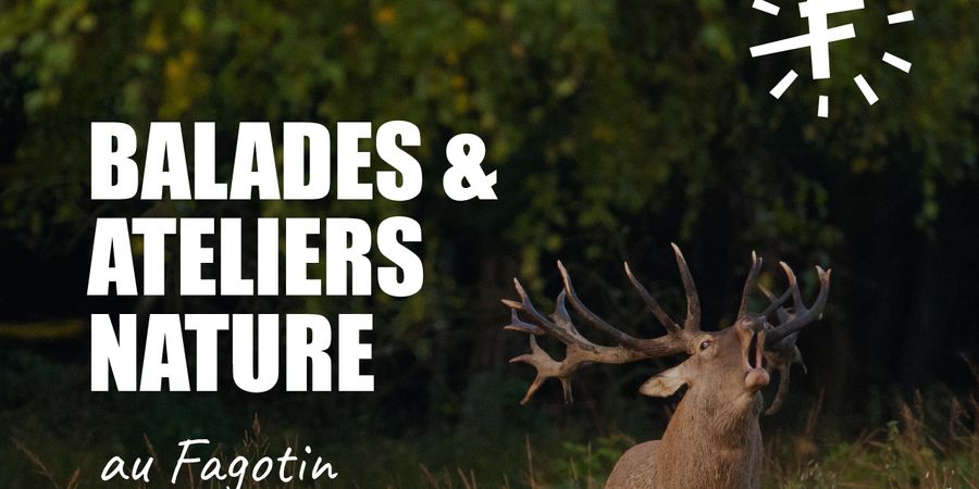 image - Observation des cervidés