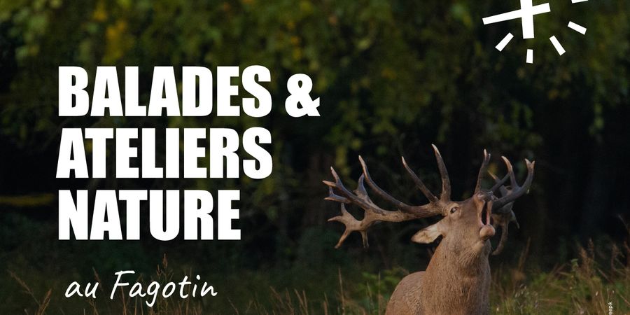 image - A l'écoute du brame du cerf