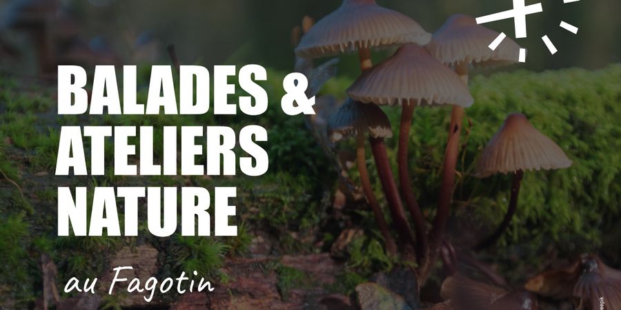 image - Balade champignon