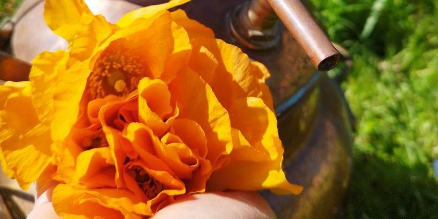 image - Atelier Huiles Essentielles