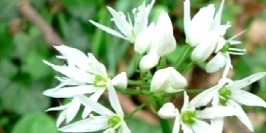 image - Atelier cuisine sauvage 