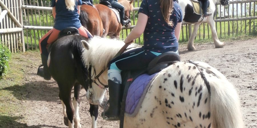 image - Stages d'été d'équitation