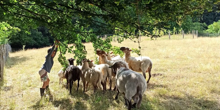 image - Stage à la Ferme pour les 6-10 ans