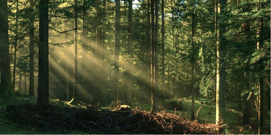 image - LECTURE : Phœnix