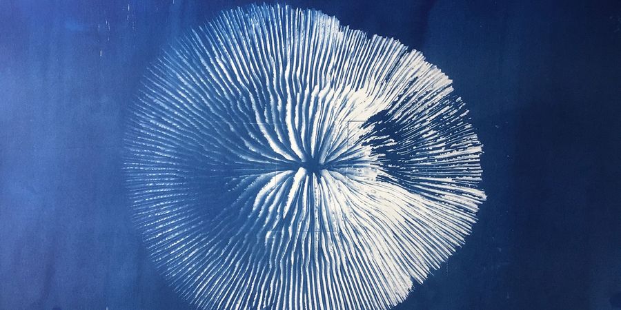 image - Oceana