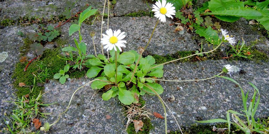 image - Kruiden en hun verborgen verhalen