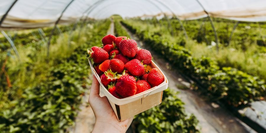 image - Journée auto-cueillette de fraises bio
