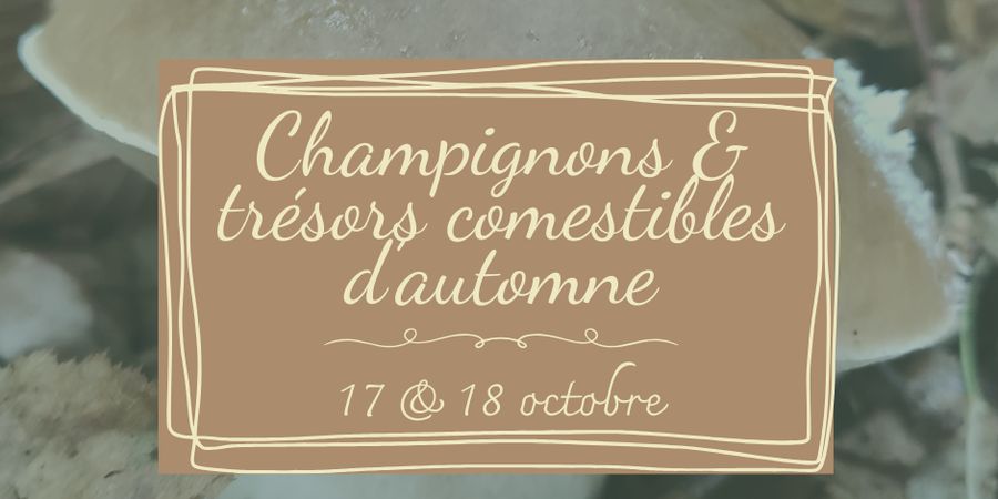 image - Formation - champignons et trésors d'automne comestibles