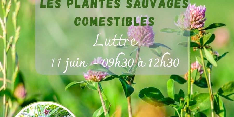 image - À la découverte des plantes sauvages comestibles d'été, à Luttre