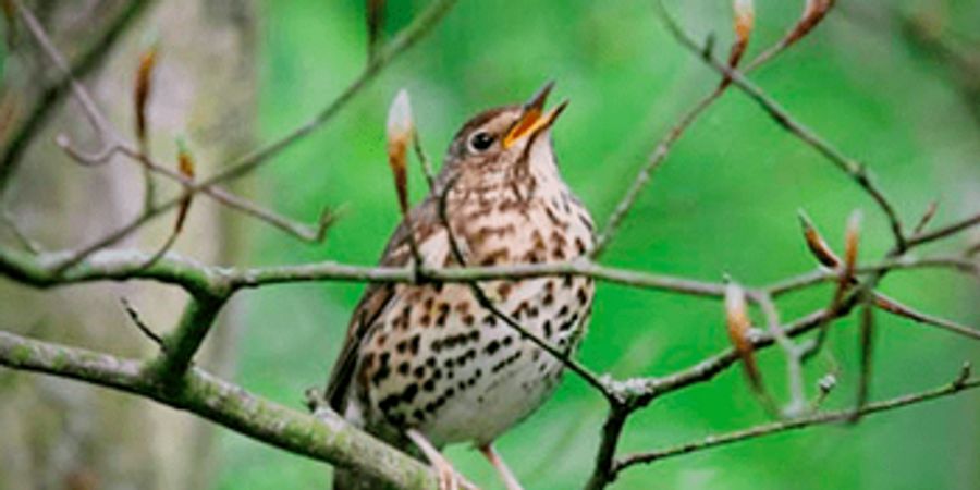 image - Cycle : Initiation aux chants d'oiseaux