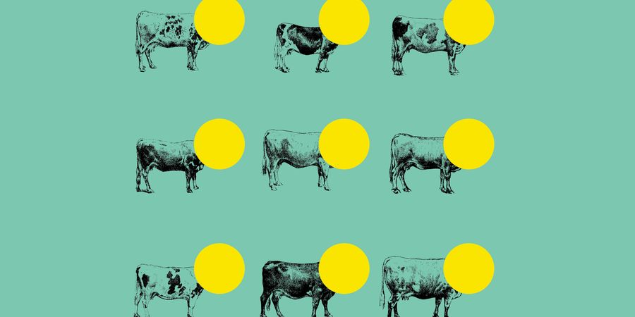 image - À la belle vue de l’abattoir