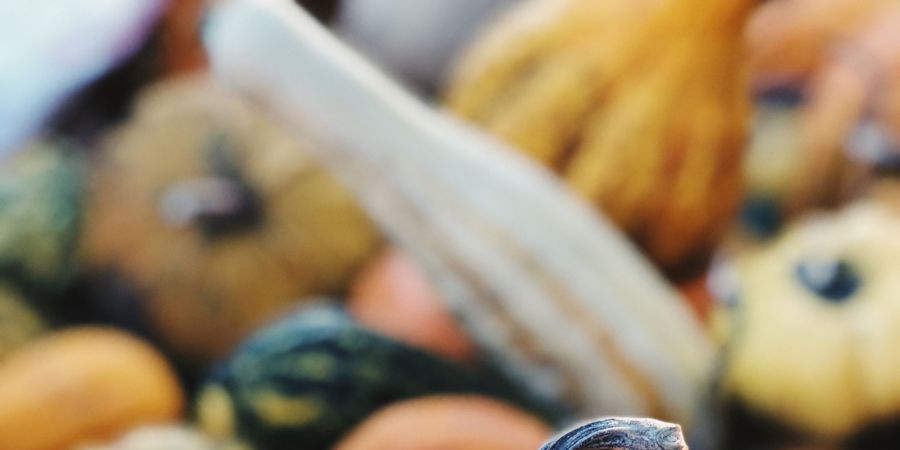 image - Rendez-vous des permapotes
