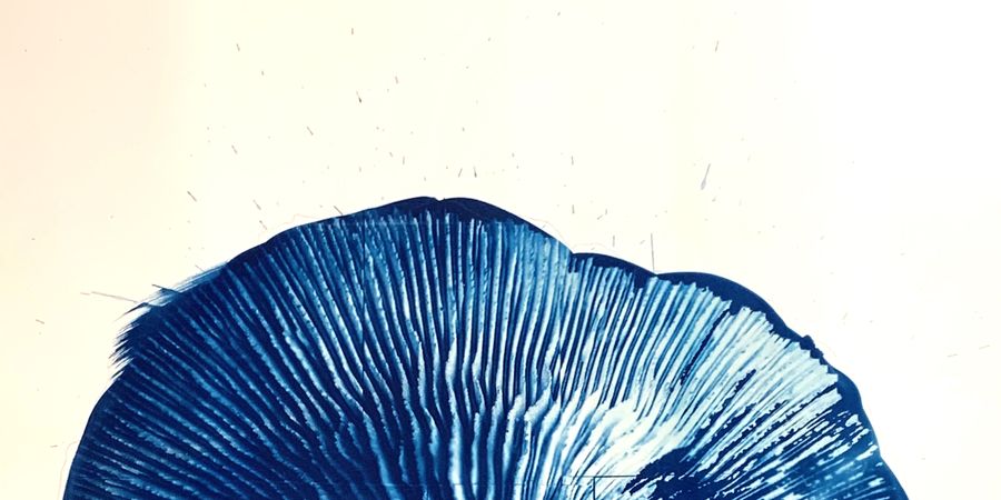 image - Oceana