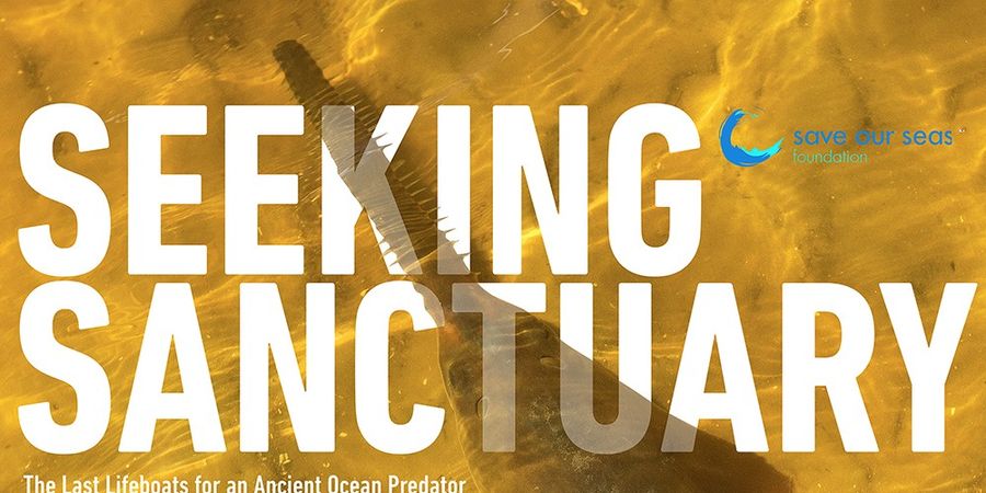 image - Seeking Sanctuary for Sawfish