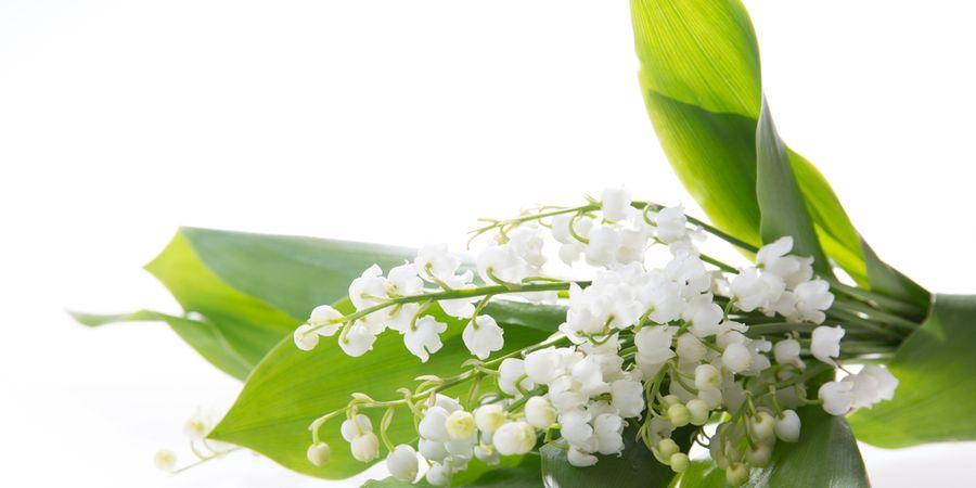 1 mei: een feestdag vol ontspanning, gezelligheid en leuke uitstapjes in België!