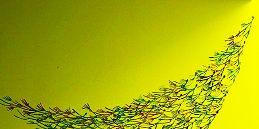 image - EXPOSITION MAJA POLACKOVA Entre gestes et résonances