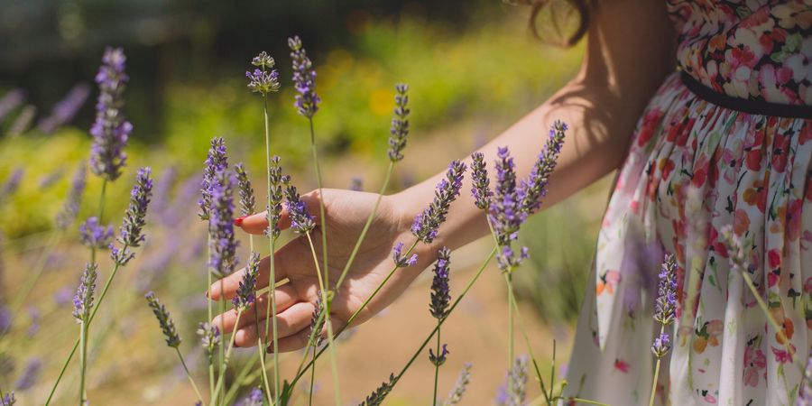 image - Zéro Déchet : Les plantes au service de notre santé