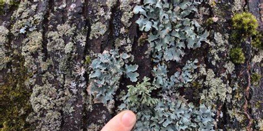 image - Journée Bryophytes & Lichens : bois fagnards