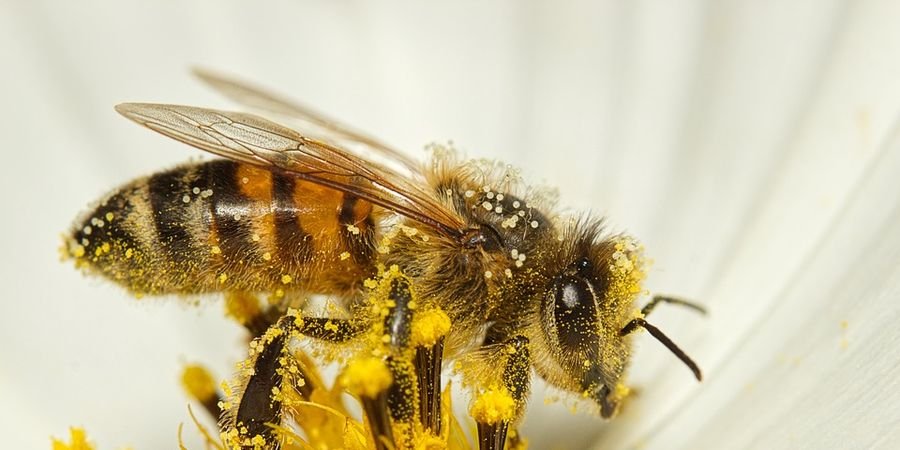 image - Journée Insectes Pollinisateurs