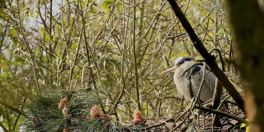 image - Balade nature découverte de chants d'oiseaux aux Zwinduinen