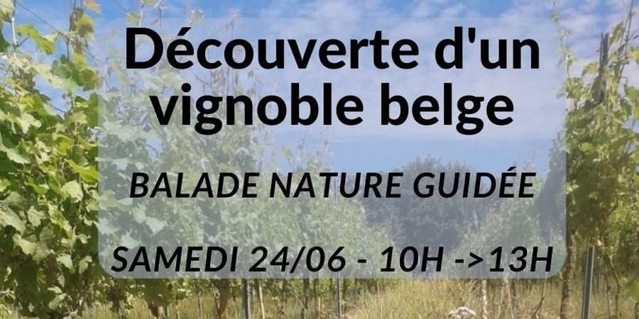 image - Balade nature à la découverte d'un vignoble belge