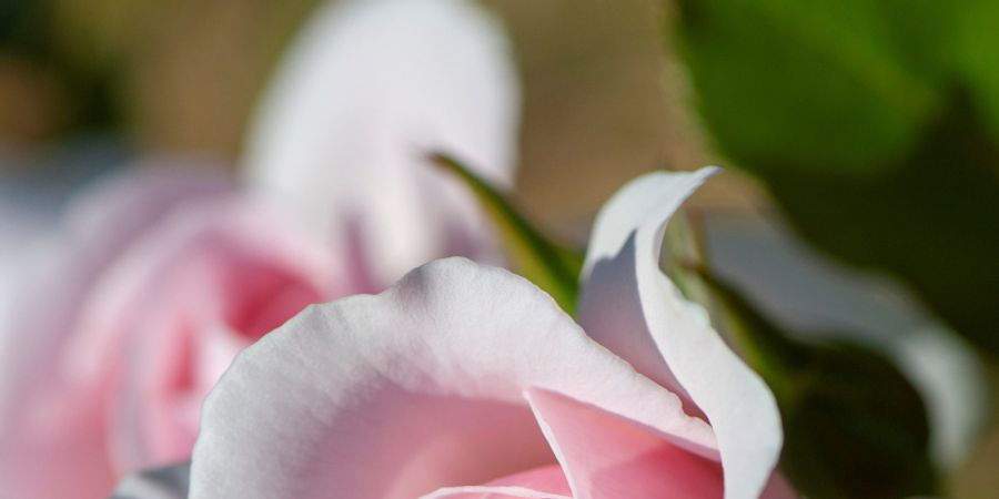 image - Atelier Secrets de roses