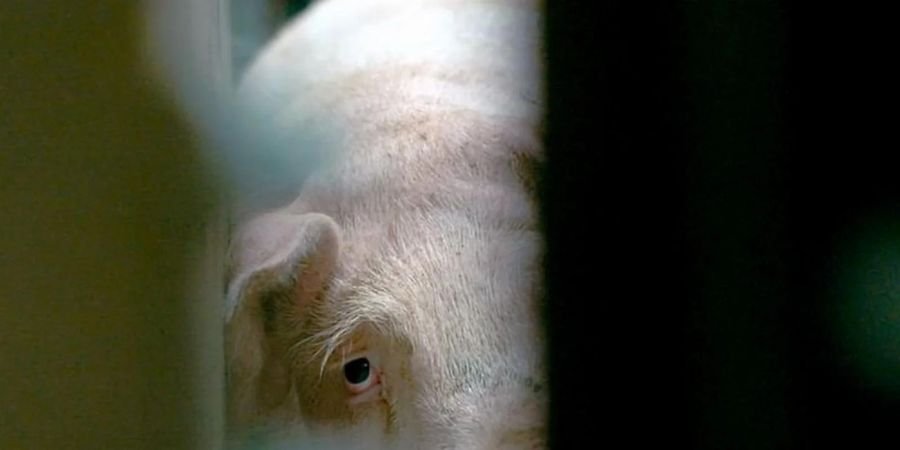 image - A travers champs : L'usine des animaux (documentaire)