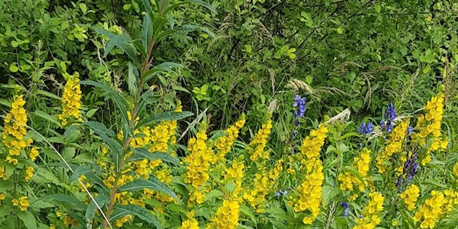 image - Promenade Nature et Patrimoine