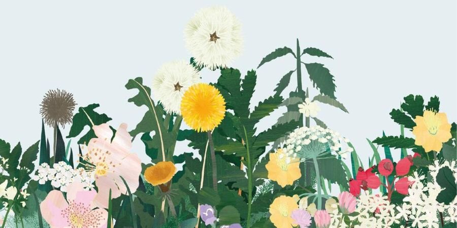 image - Rencontrer les plantes du printemps - Dessin, botanique et herboristerie