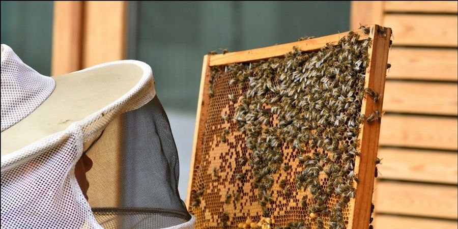 image - Découvrez le monde fascinant des abeilles noires