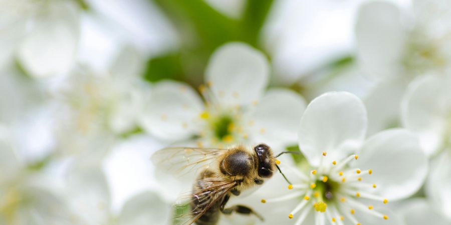 image - Rencontre avec un apiculteur à la Maison de l’Abeille Noire