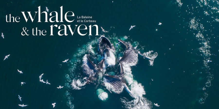 image - The Whale and the Raven | Soirée documentaire