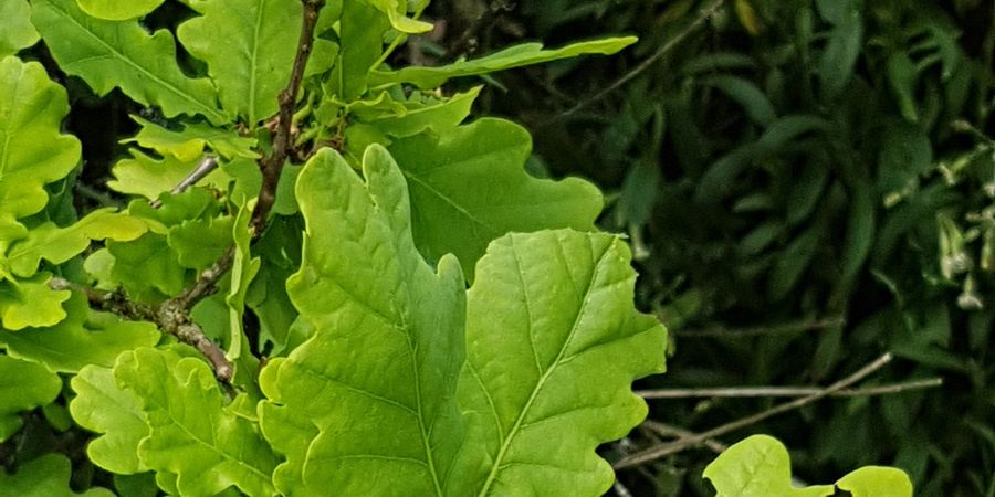 image - Promenade Nature et Patrimoine 