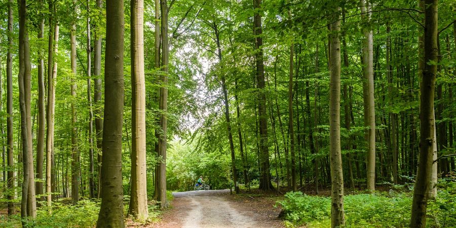 image - Balade en Forêt de Soignes autour du Coin du Balai