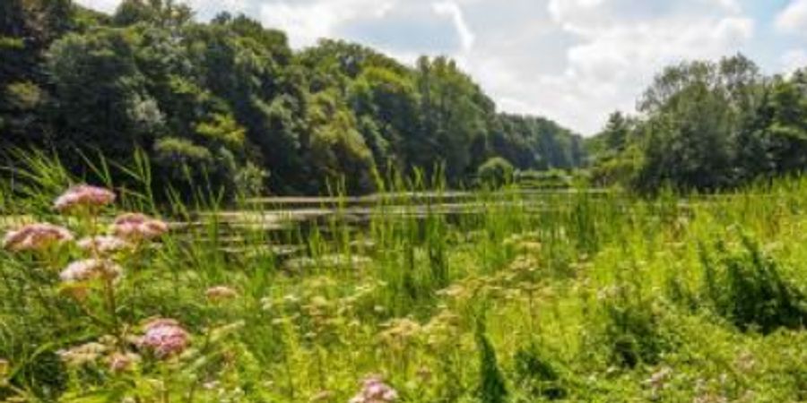 image - Balade le long des ruisseaux forestiers : les Enfants Noyés et le vallon du Vuylbeek