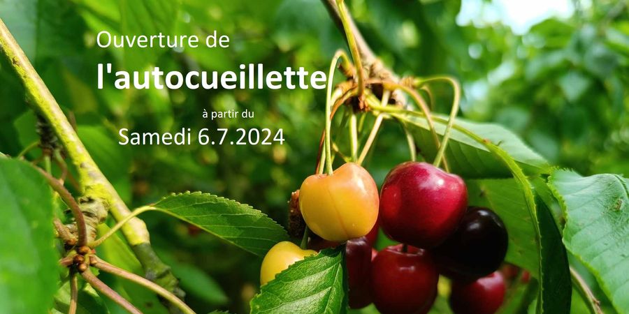 image - !!!!!!! FIN LE 19/7/24 !!!!!!!!! Autocueillette de cerises au verger (basse-tiges)