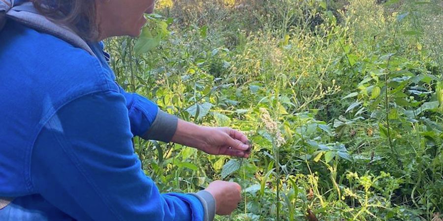 image - Balade et Dégustation de Plantes Sauvages