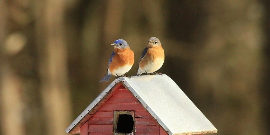 image - Atelier zéro déchet - Création et personnalisation de nichoirs à oiseaux