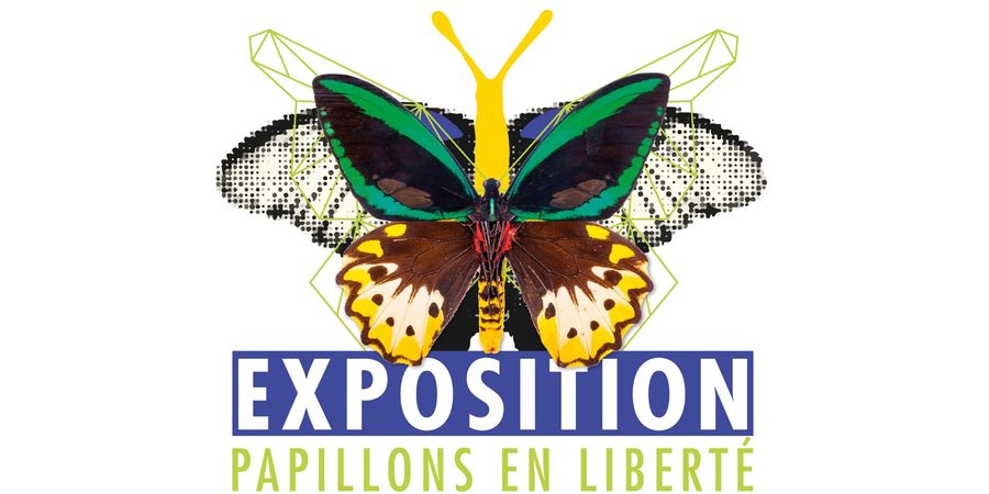 image - Papillons en Liberté