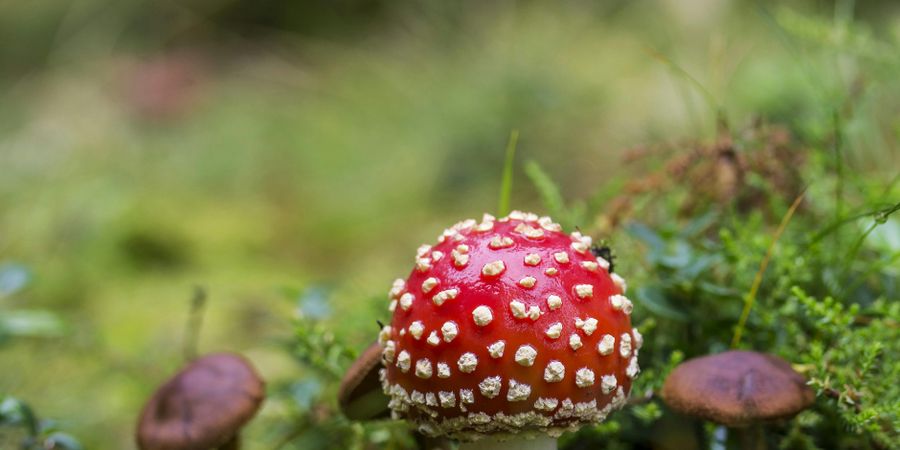 image - Initiation aux champignons