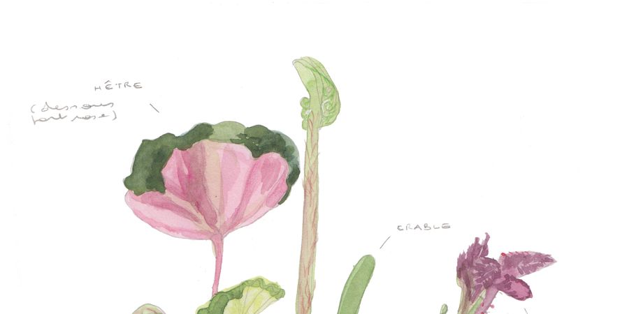 image - Journal de nature - Ateliers d'illustration naturaliste