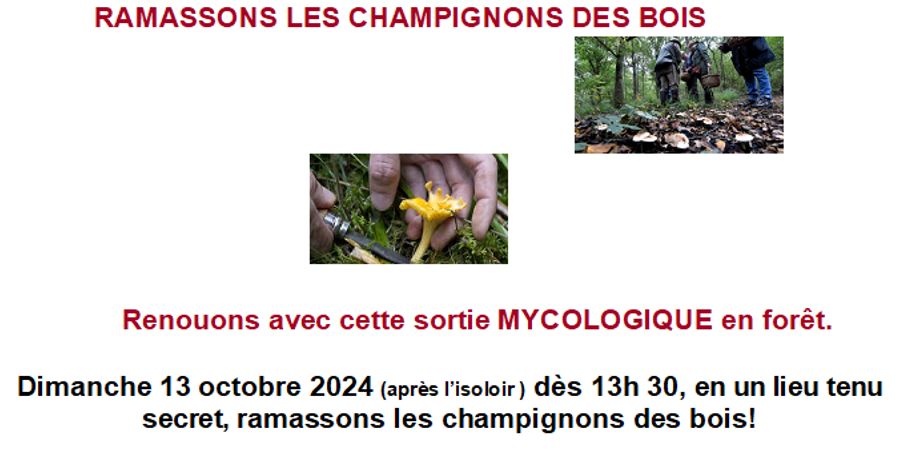 image - CHAMPIGNONS DES BOIS :RAMASSAGE ET DECOUVERTE