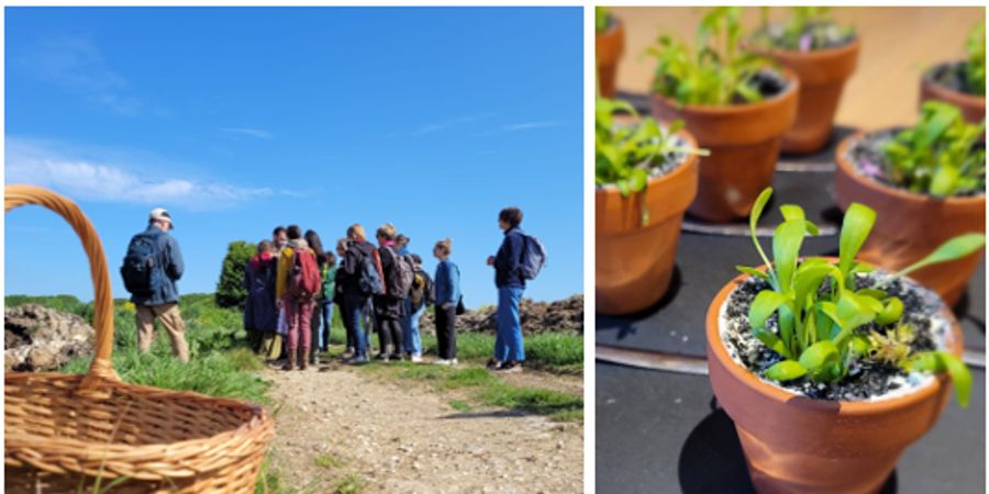 image - Formation complète en Cuisine des plantes sauvages (adultes)