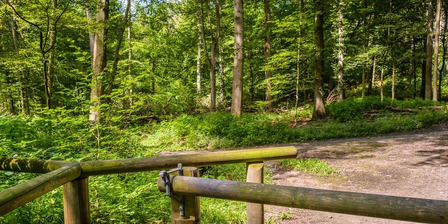 image - Balade en Forêt de Soignes autour du Coin du Balai