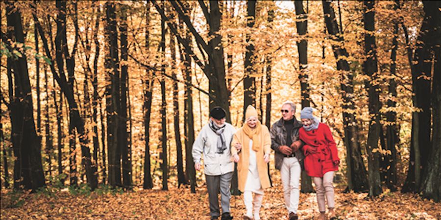 image - Herfstwandeling in het bos van Coolhem - gezondheidswandeling