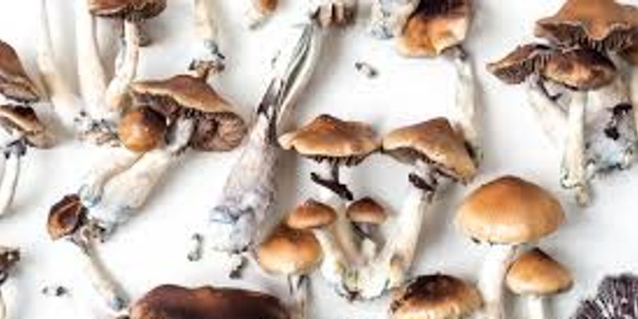 image - CERCLE DE PAROLE (MICRODOSING avec des champignons)