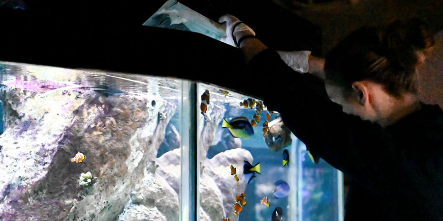 image - Visitez les Coulisses de l'Aquarium de Liège