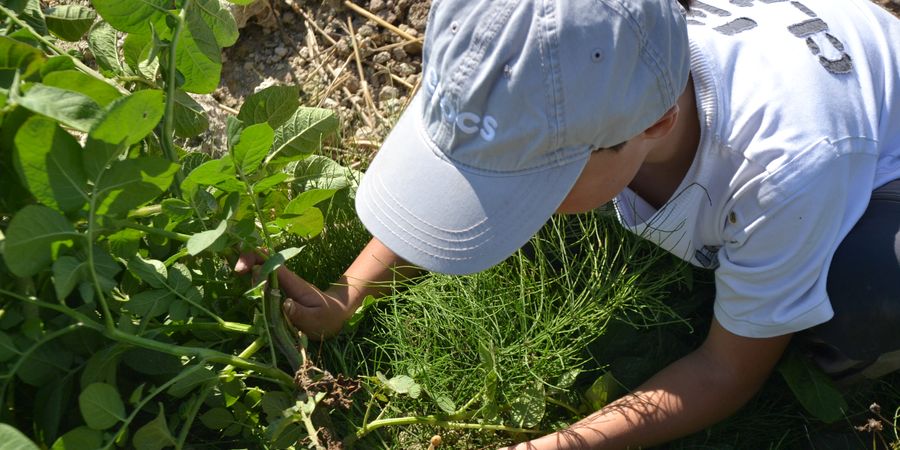 image - Petit bourgeon deviendra fleur ! [4-8 ans] (4 jours)